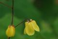 Epimedium ecalcarata